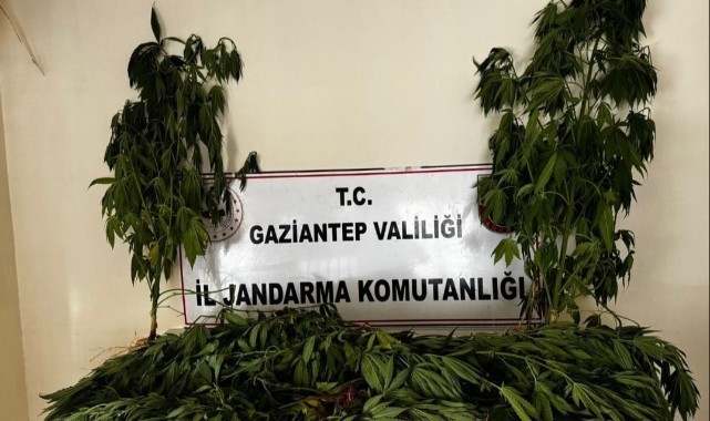 Gaziantep'te çok sayıda kök kenevir ele geçirildi