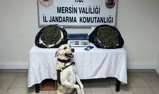 Jandarma 3 adrese baskın yaptı, 14 kilo esrar ele geçirdi