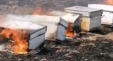 Kırklareli’nde anız yangını: Arılar telef oldu