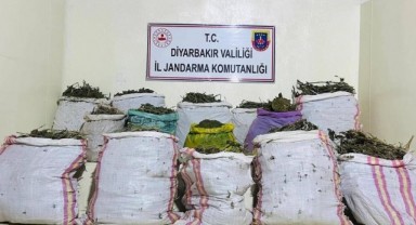 Komşu ilde milyon liralık kök kenevir ve skunk ele geçirildi
