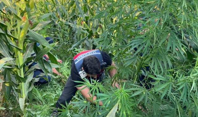 Mısır tarlasında 100 kök kenevir ele geçirildi