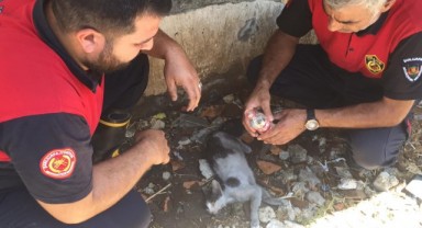 Şanlıurfa'da çıkan yangın 'da minik kedi dumandan etkilendi
