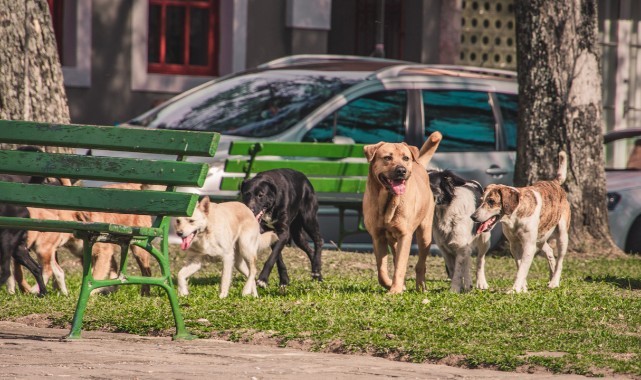 Şanlıurfa'da sahipsiz sokak hayvanları konusunda neler yaşanacak?