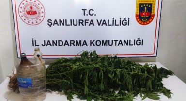 Şanlıurfa'da uyuşturucu operasyonu! 1 gözaltı