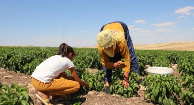 Üniversiteyi bıraktı, 60 kişiye ekmek kapısı oldu