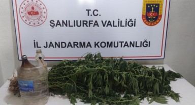 Viranşehir'de narkotik operasyonu: 11 kök kenevir ele geçirildi