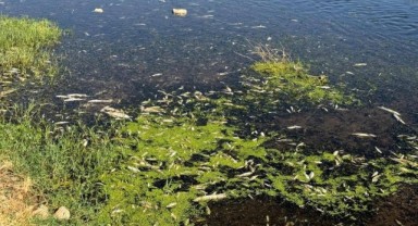 Balık ölümlerine neden olan fıstık ve zeytin yağı tesisine ceza