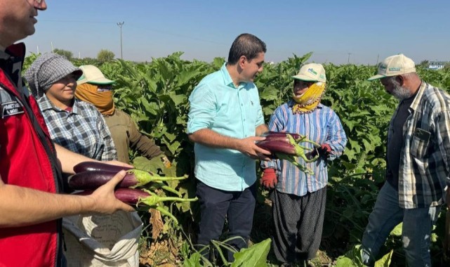 Birecik patlıcanında hasat sezonu başladı