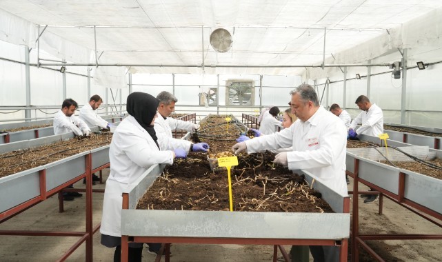 Geliştirilen yerli patates çeşidi çiftçilere satılıyor