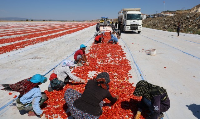 Hasadı yapılıp kurutulan domates Avrupa yolcusu