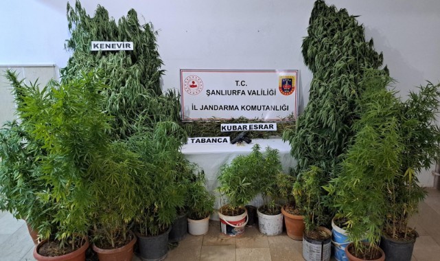 Jandarmadan Halfeti'de uyuşturucu operasyonu! 2 gözaltı