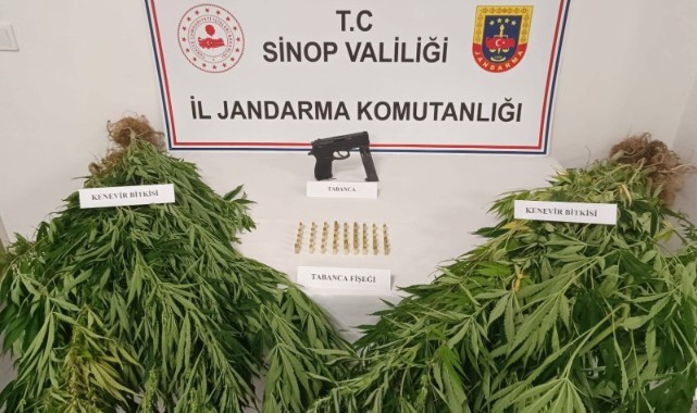 Jandarmadan kenevir operasyonu! 1 Gözaltı