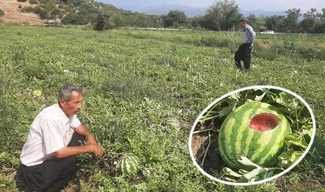 Karpuz tarlasını hasat etmeye giden çiftçiye 'Karga' şoku