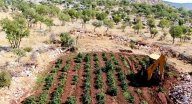 Komşu ilde 6 milyon 836 bin kök kenevir ve skunk ele geçirildi