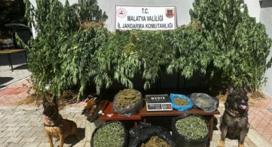 Malatya'da kilolarca kubar esrar ele geçirildi: 2 gözaltı