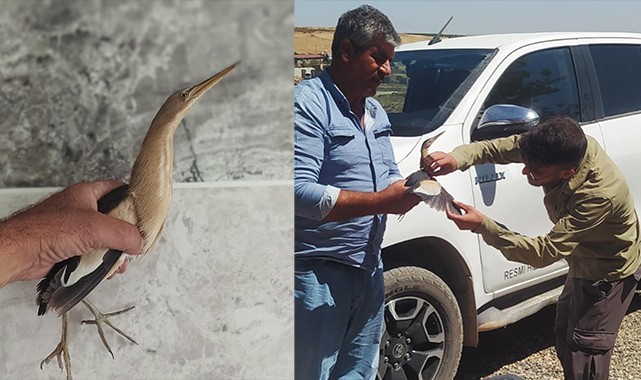 Şanlıurfa'da nesli tükenmekte olan Balaban kuşu yaralı halde bulundu