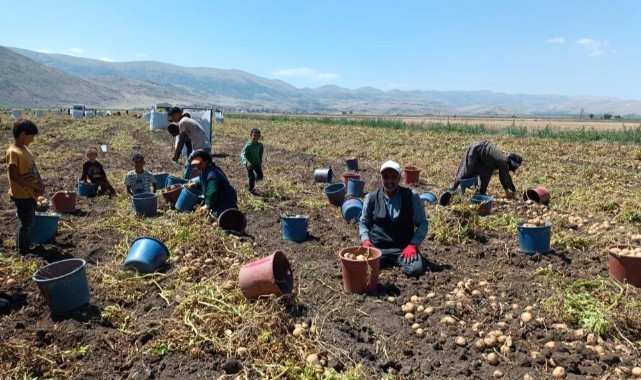 Siverekli işçiler patates hasadında ter döküyor!