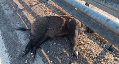 Urfa'da yolun karşısına geçen domuzlar telef oldu