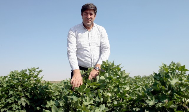 Urfalı pamuk üreticilerine uyarı! Akşam yapın