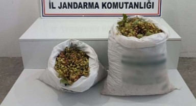Yarım ton fıstık çalan hırsızlar suçüstü yakalandı