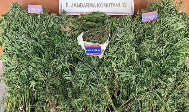 Yetiştirdiği keneviri satmaya çalışan 1 kişi tutuklandı
