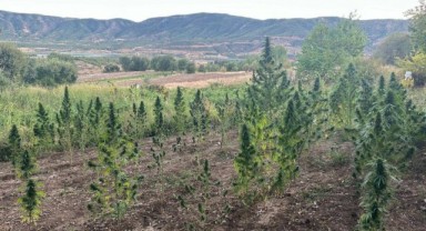 Bingöl’de çok sayıda kök kenevir ele geçirildi: 2 gözaltı