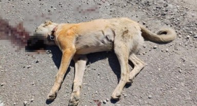 Çoban köpeğinin öldürülmesiyle başlayan kavgada biri çocuk 7 yaralı