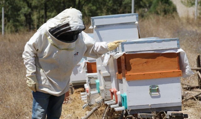 Devletten destek aldı 30 kovanda lavanta balı üretiyor