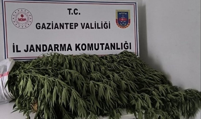 Gaziantep'te 214 kök Hint keneviri ele geçirildi: 8 gözaltı