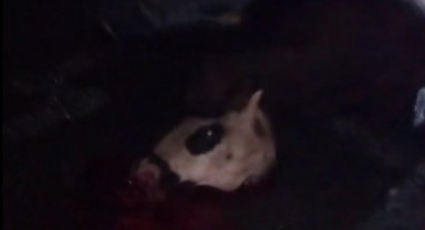 Minibüs hayvan sürüsüne çarptı: 5 büyükbaş telef oldu