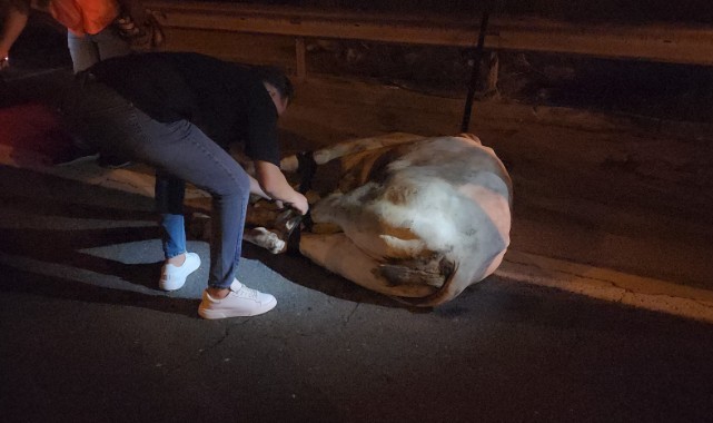 Otoyolda trafiği durduran angus, iğneyle vurularak yakalandı