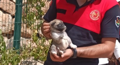 Şanlıurfa’da kayalıklara sıkışan köpek kurtarıldı!