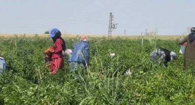 Urfa'da tescilli biberin hasadı sürüyor