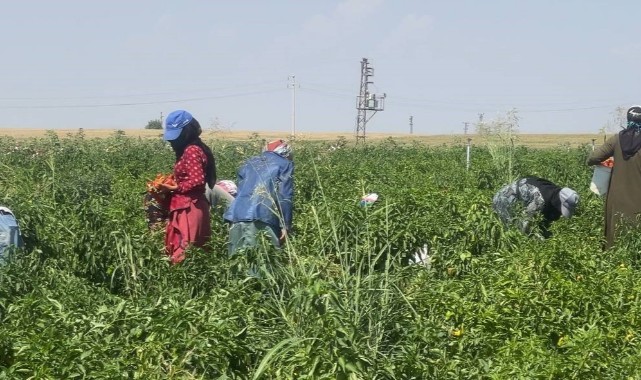 Urfa'da tescilli biberin hasadı sürüyor