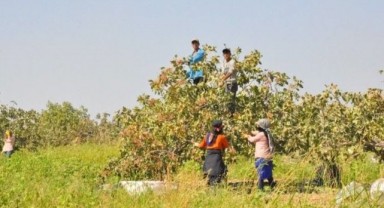 Urfa TİGEM'de fıstık hasadı bereketli başladı