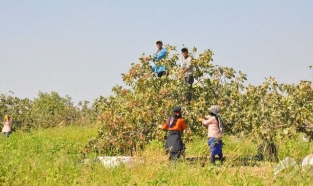 Urfa TİGEM'de fıstık hasadı bereketli başladı