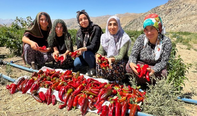 Yüksekova'da kadınların biber mesaisi başladı