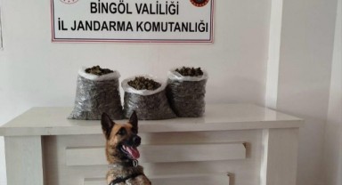 Bingöl'de kilolarca esrar ele geçirildi