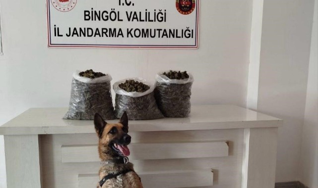 Bingöl'de kilolarca esrar ele geçirildi