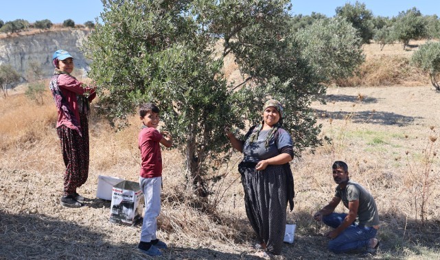 Depremin büyüklüğünü gösteren dev yarıkta zeytin hasadı