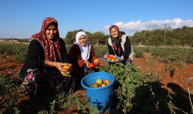 Domateste mevsim normallerinin üstündeki sıcaklarda hasat sürüyor