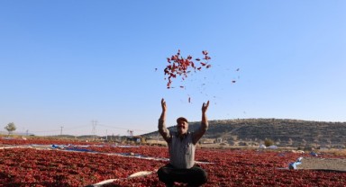 En acı hasat: Maraş biberinde üretim 50 bin ton