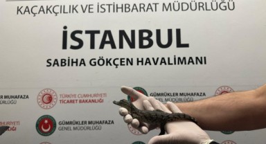 Gümrük Muhafaza ekipleri canlı hayvan kaçakçılığına engel oldu