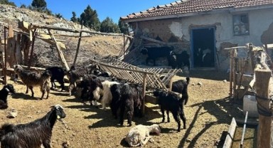 Kaybolan 42 küçükbaş hayvan jandarma tarafından bulundu