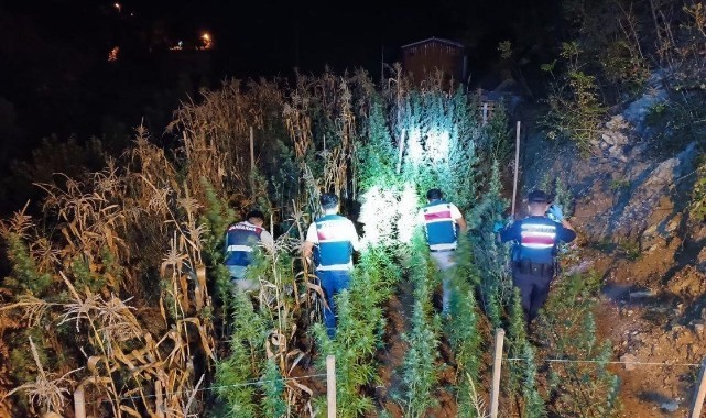 Mersin'de uyuşturucu yetiştirenlere operasyon: 3 gözaltı