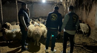 Çalınan 54 koyun sahiplerine teslim edildi, 2 şüpheli tutuklandı