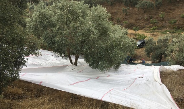 Günlük 3 bin liraya zeytin zeytin çırpacak işçi bulamıyorlar!
