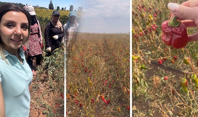 Hilvan’da yüzlerce dönüm biber tarlada kaldı, çiftçi isyan etti!