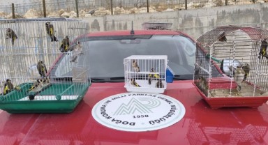 Şanlıurfa'da ele geçirilen 20 saka kuşu doğaya salındı