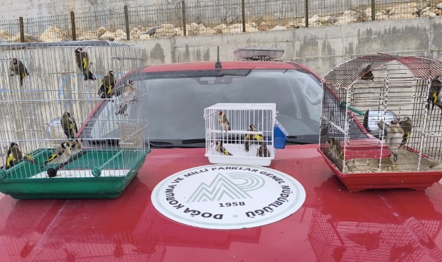 Şanlıurfa'da ele geçirilen 20 saka kuşu doğaya salındı